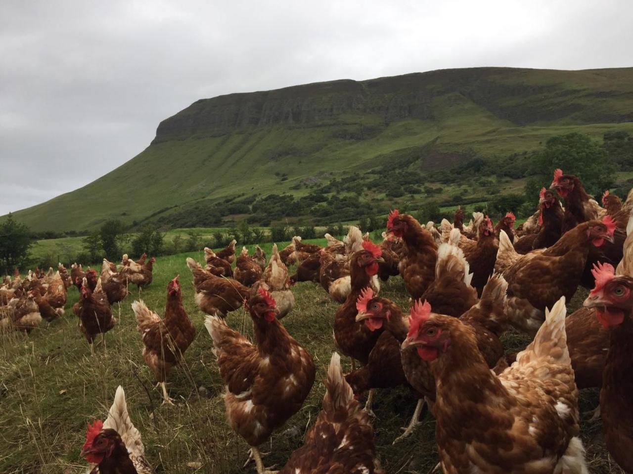 Benbulben Farmhouse B&B Drumcliff Exterior photo
